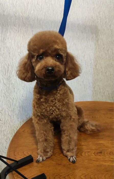 Той пудель Китай