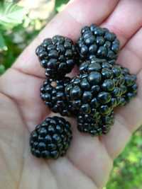 Amora Negra - Rubus Fruticosus