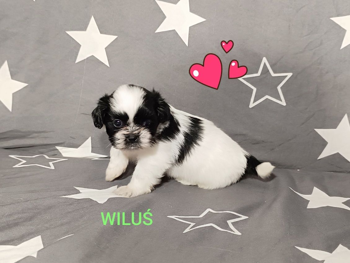 Shih Tzu piesek, rodowód, czip