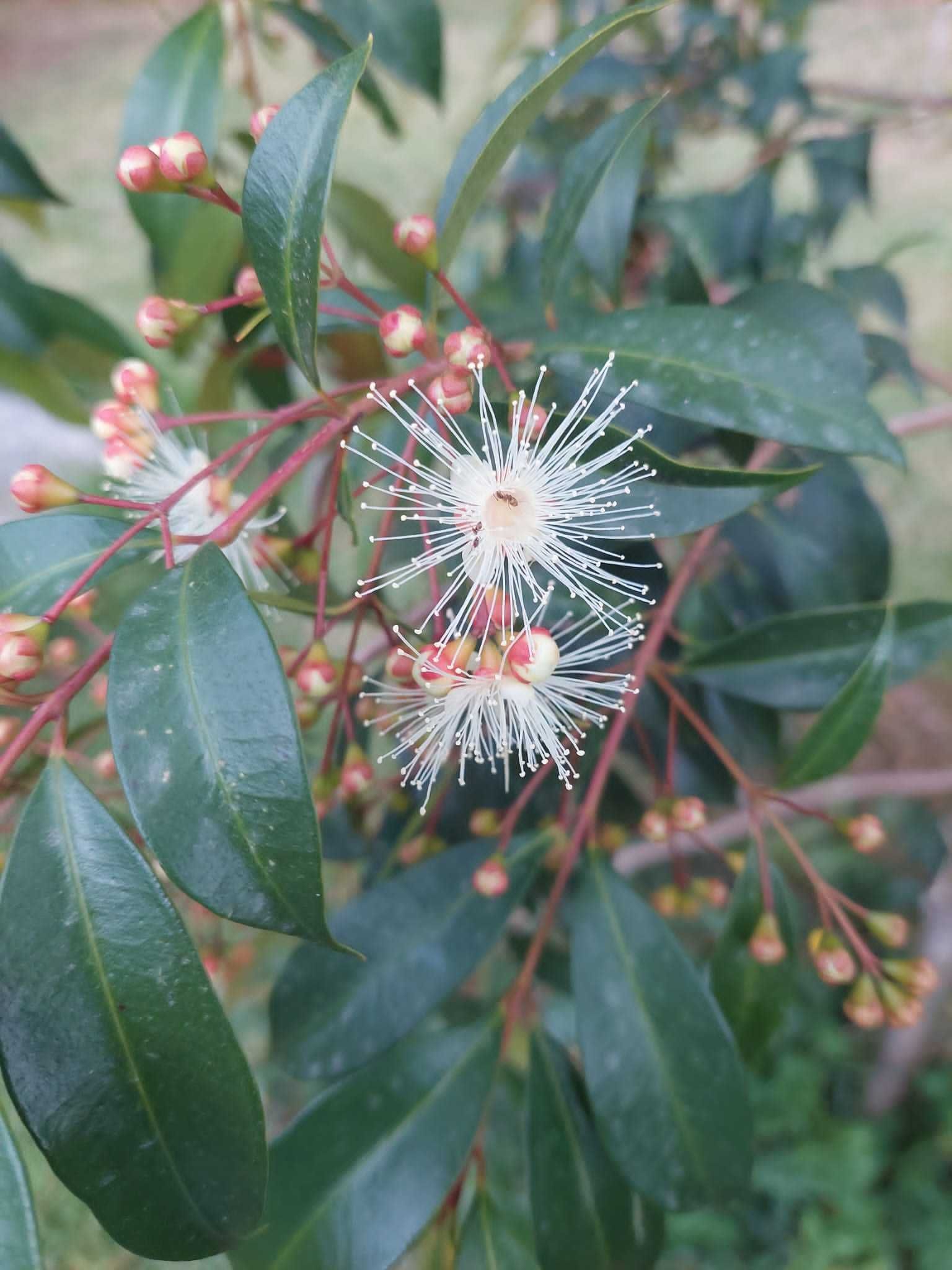 Lilly Pilly - Syzygium australe