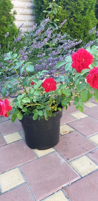 Саженцы  плетистой розы "Флорентина"