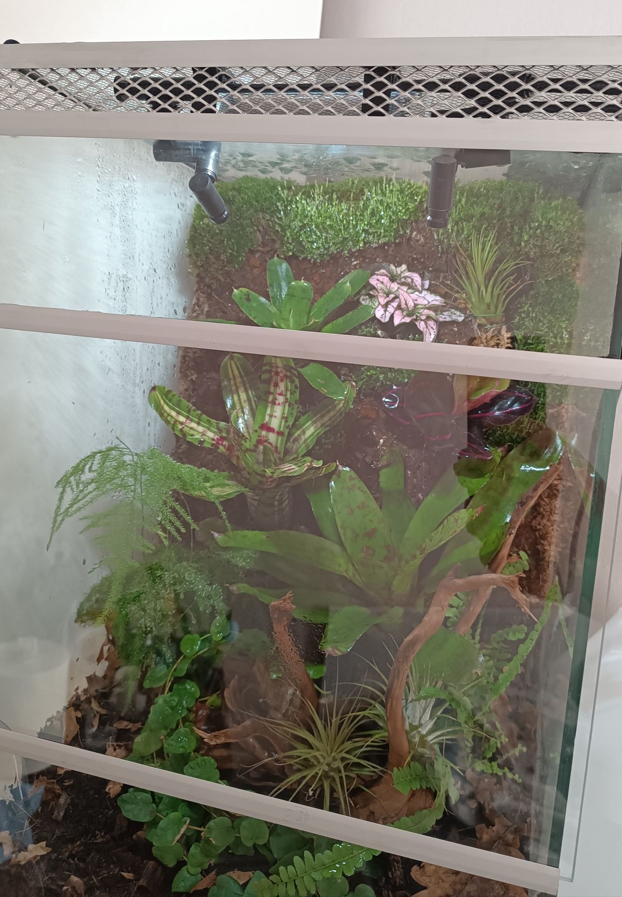 Terrarium tropikalne wiwarium drzewołazy gekon