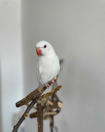 Белый кольчатый попугай, ручной птенчик,ожереловый