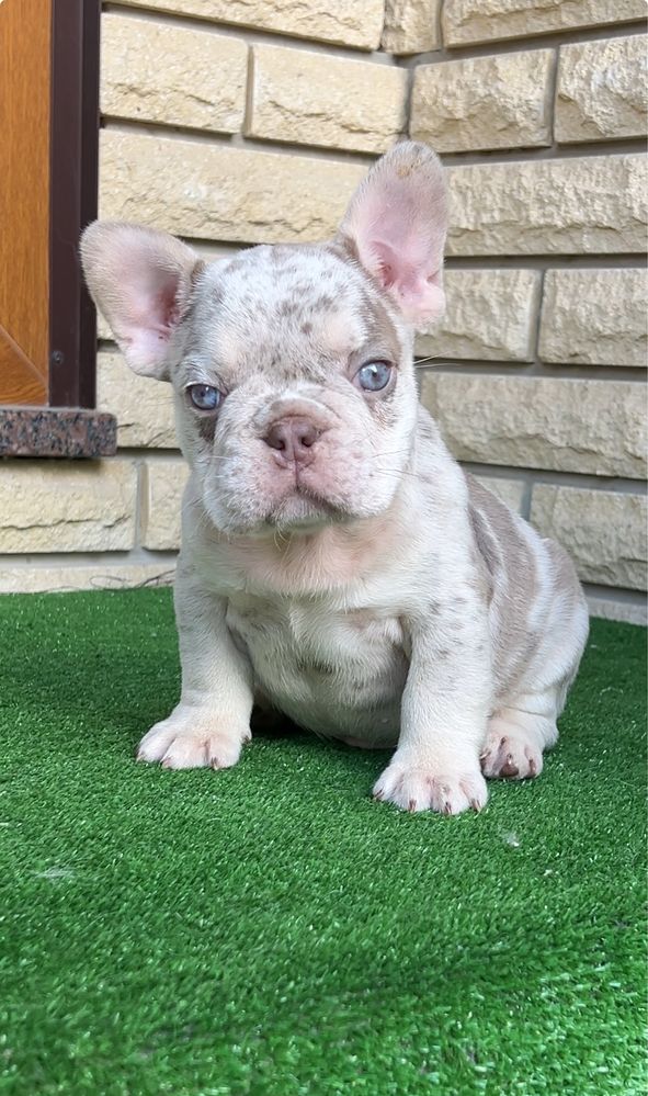 VIP цуценя isabella tan merle