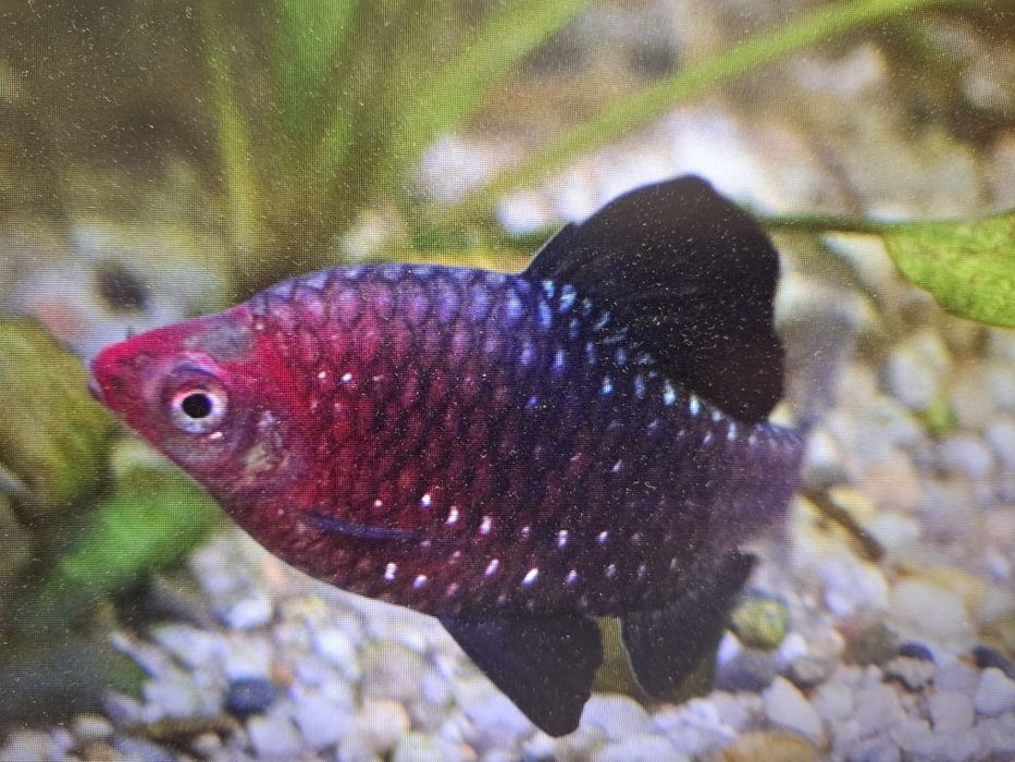 Brzanka Purpurowa