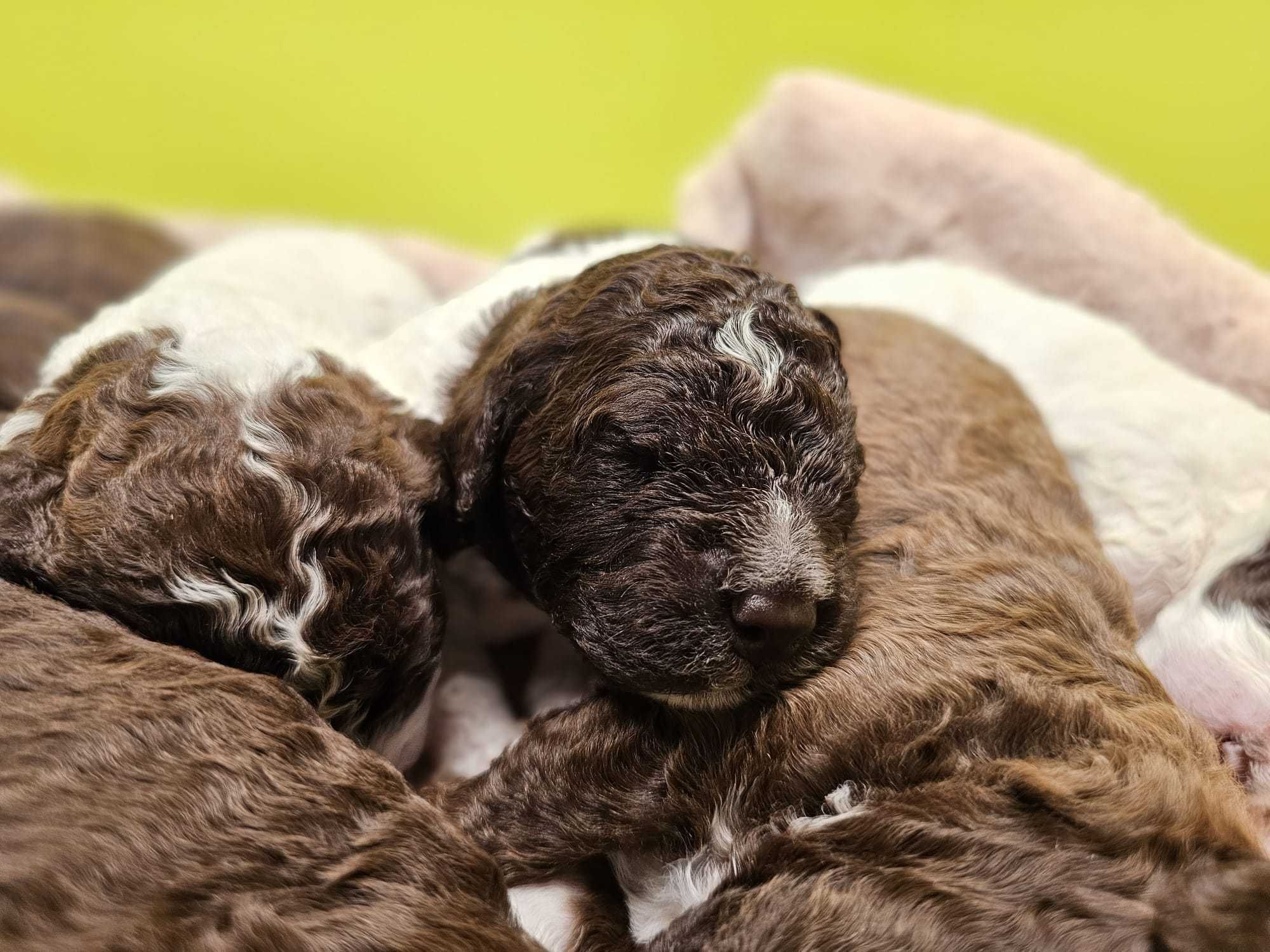 Lagotto Romagnolo FCI – biało-brązowy piesek, miot STRANGER, Trufflove