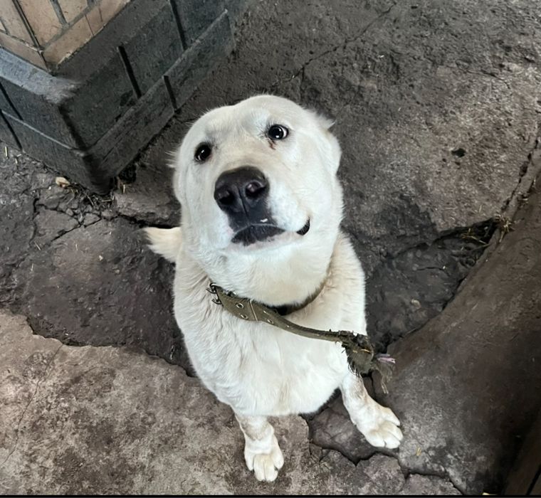 Пропала собака белый алабай