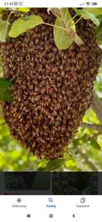 Rój pszczeli z własnej pasieki