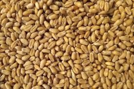 пшениця продам пшеницю