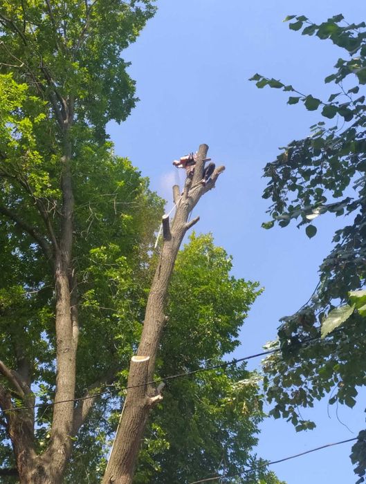 Спил дерев | Обрізування саду