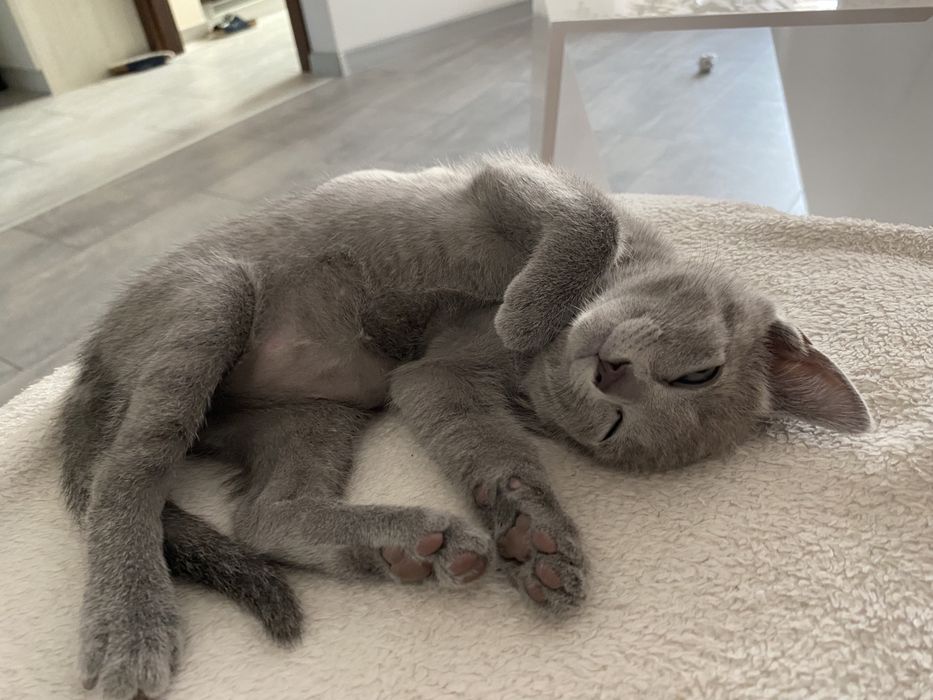 Kocurek Rosyjski Niebieski