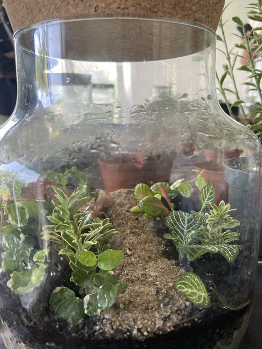 Terrario com plantas naturais 2 tamanhos diaponiveis