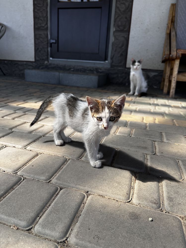 Котенята безкоштовно