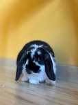 Urocza króliczka rasy mini lop z akcesoriami