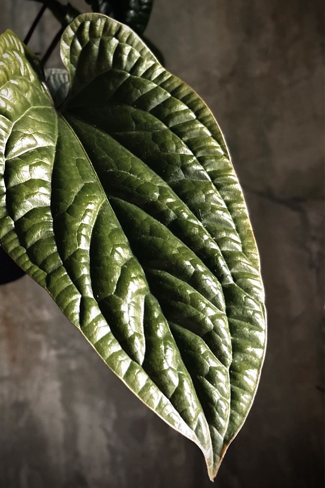 Anthurium radicans x luxurians - kolekcjonerskie Anturium XL - duże!