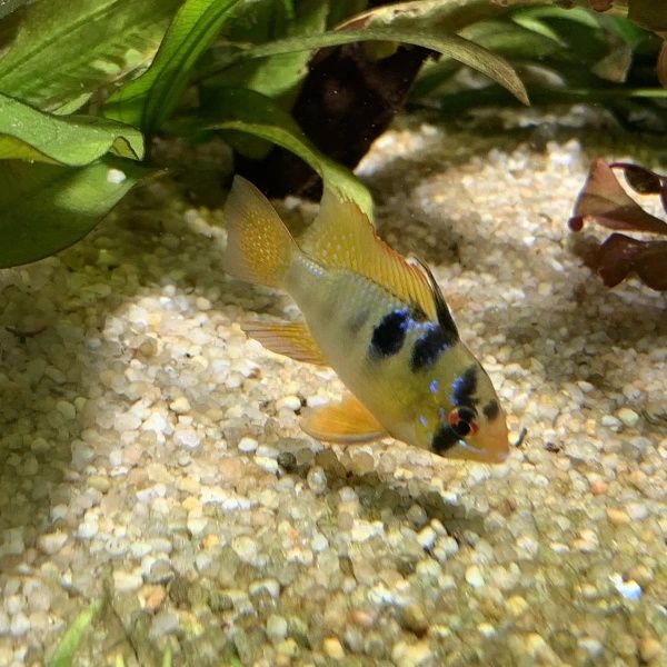 Pielegniczki ramireza