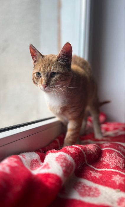 Rudy kocurek do adopcji