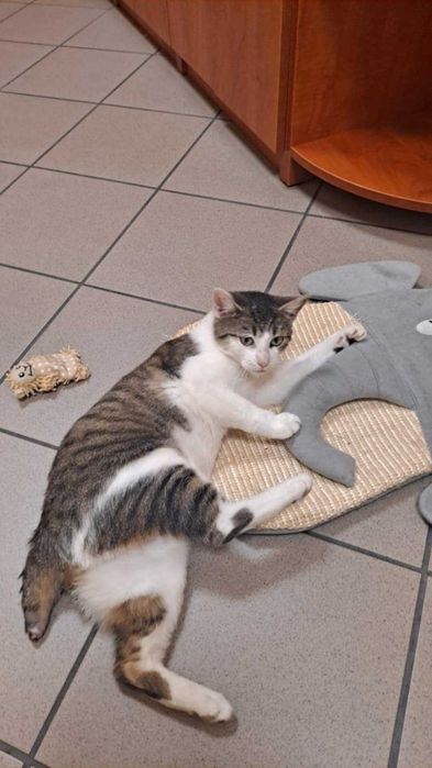 śliczna kotusia szuka domu