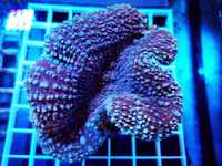 Lobophyllia hemprichii dark red, akwarium morskie, koralowce LPS