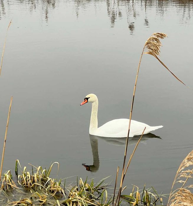 без% Оренда будинку біля річки, Нові Безрадичі, Обухівський р-н