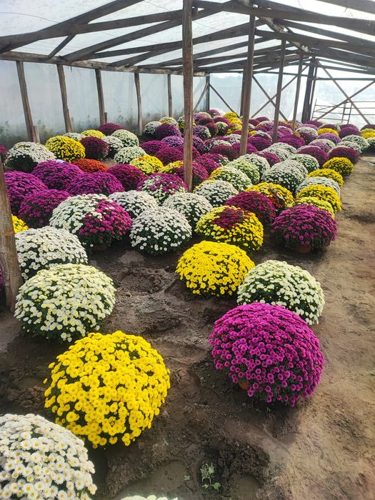 Chryzantemy drobnokwiatowe doniczkowe