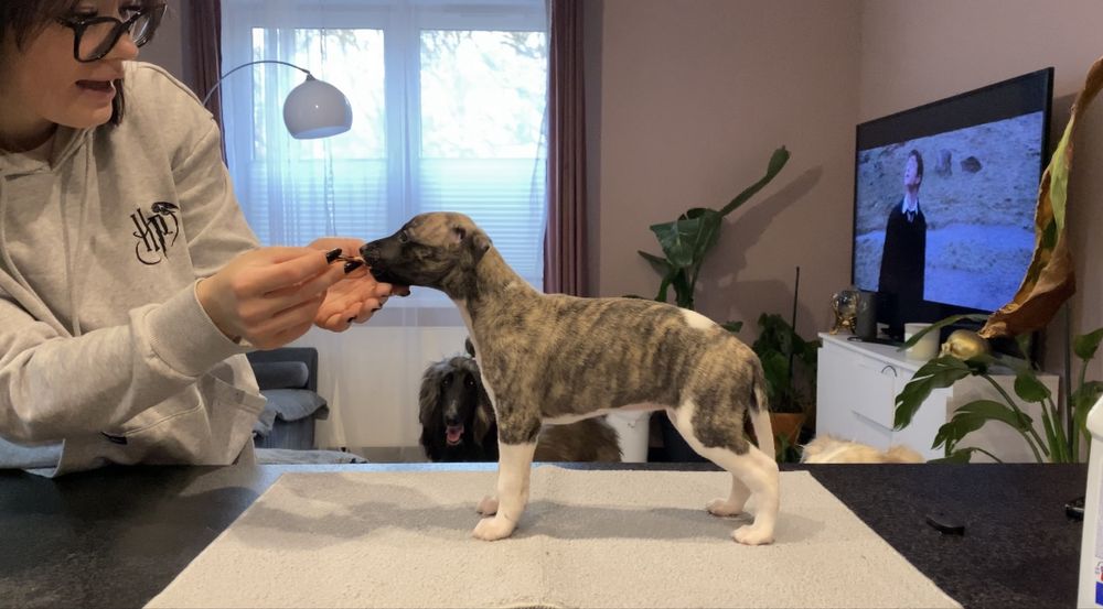 Chart Angielski Whippet ZKwP FCI