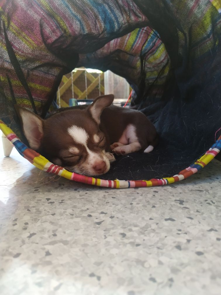 Piesek Chihuahua krótkowłosy