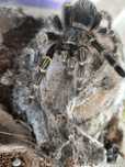 Grammostola pulchripes