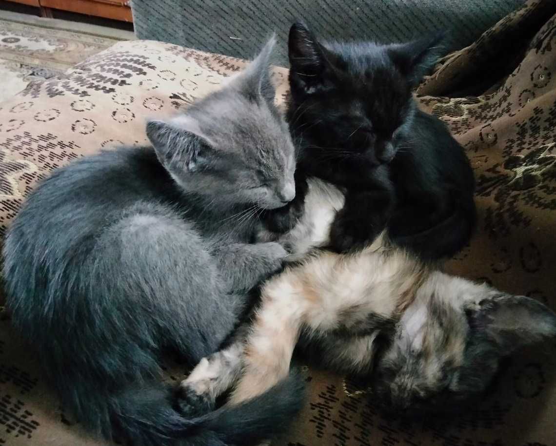Кошенята шукають люблячу родину
