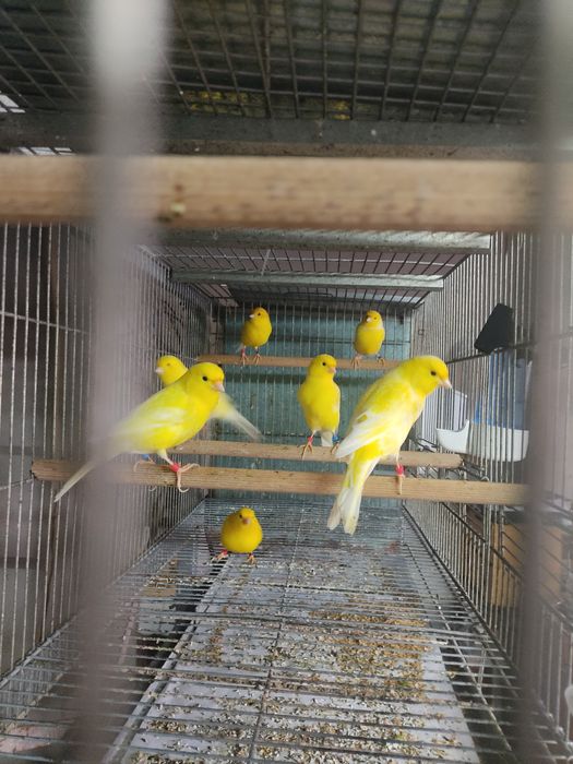 Canários timbrados, amarelo intensos e nevados