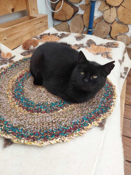 DEMON - Schronisko dla Zwierząt w Ostródzie