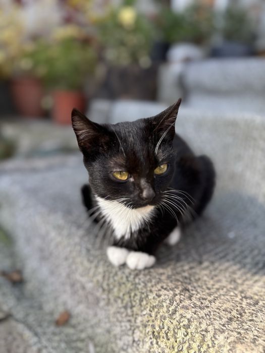 Кошенята дівчатка в добрі руки