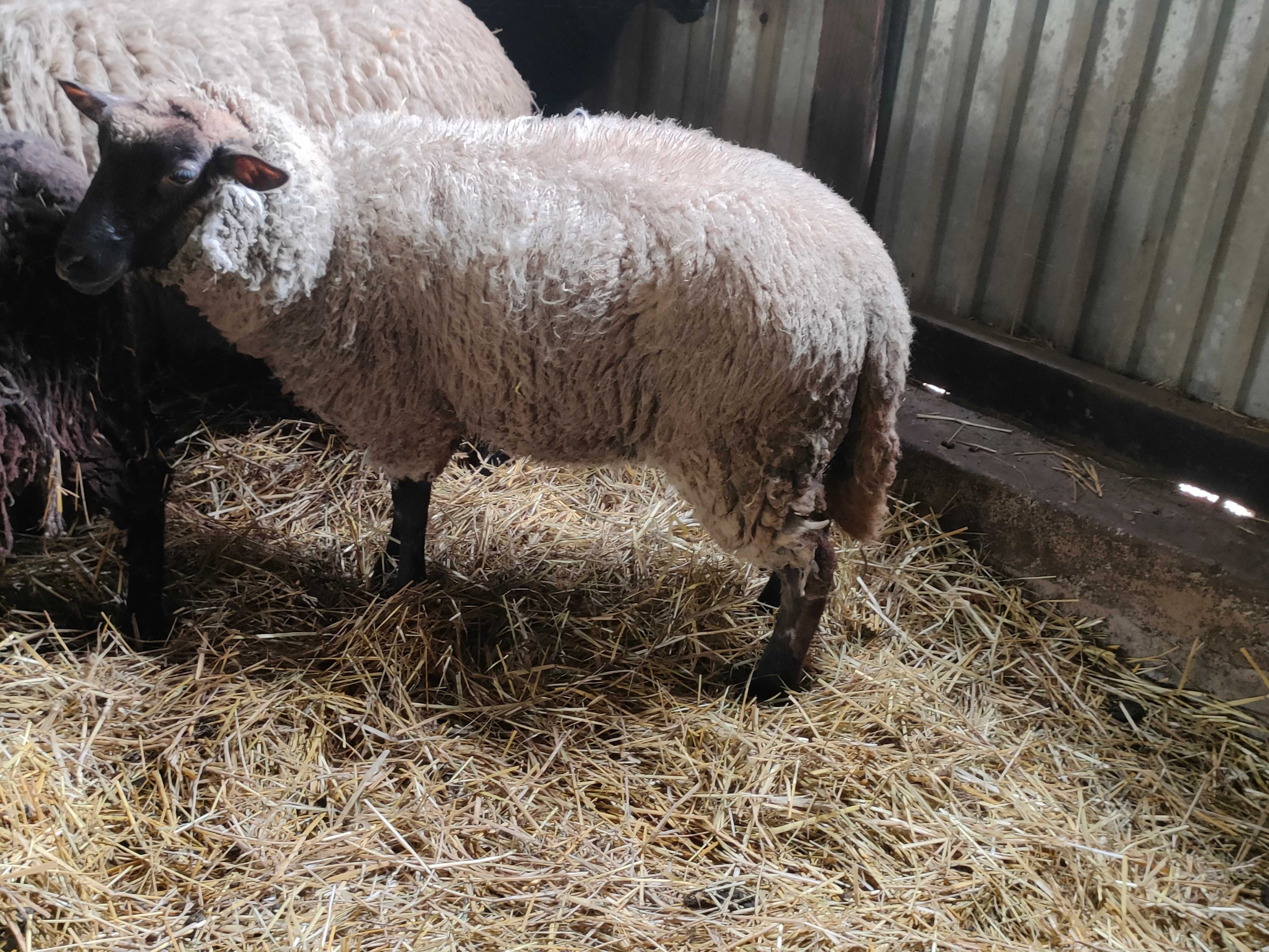 Owce Rasa Suffolk i rasy Nolana