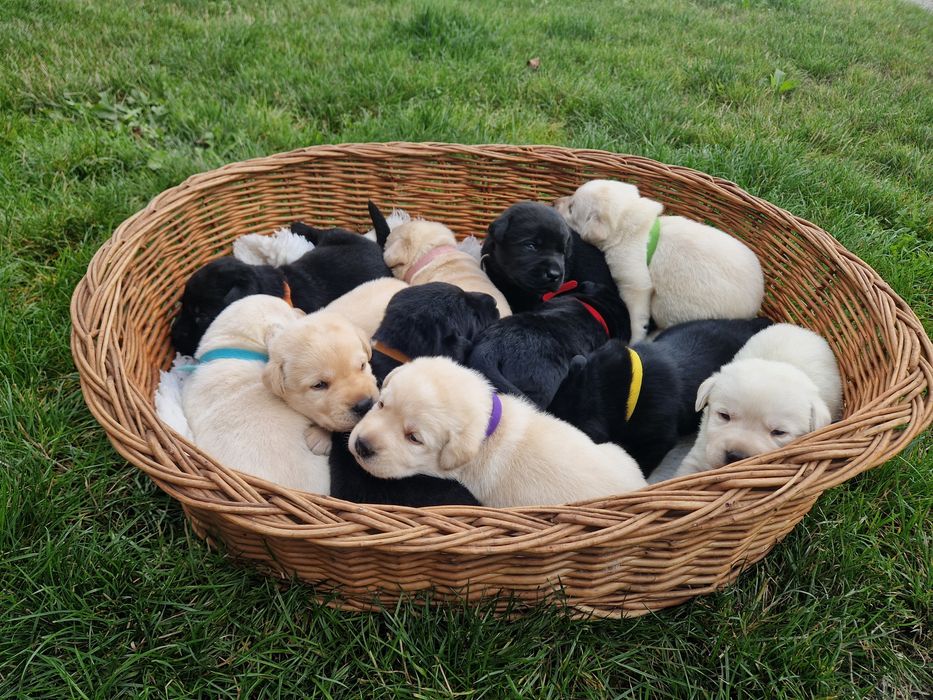 LABRADOR retriever szczeniak ZKwP FCI