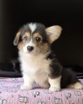 Вельш корги пемброк