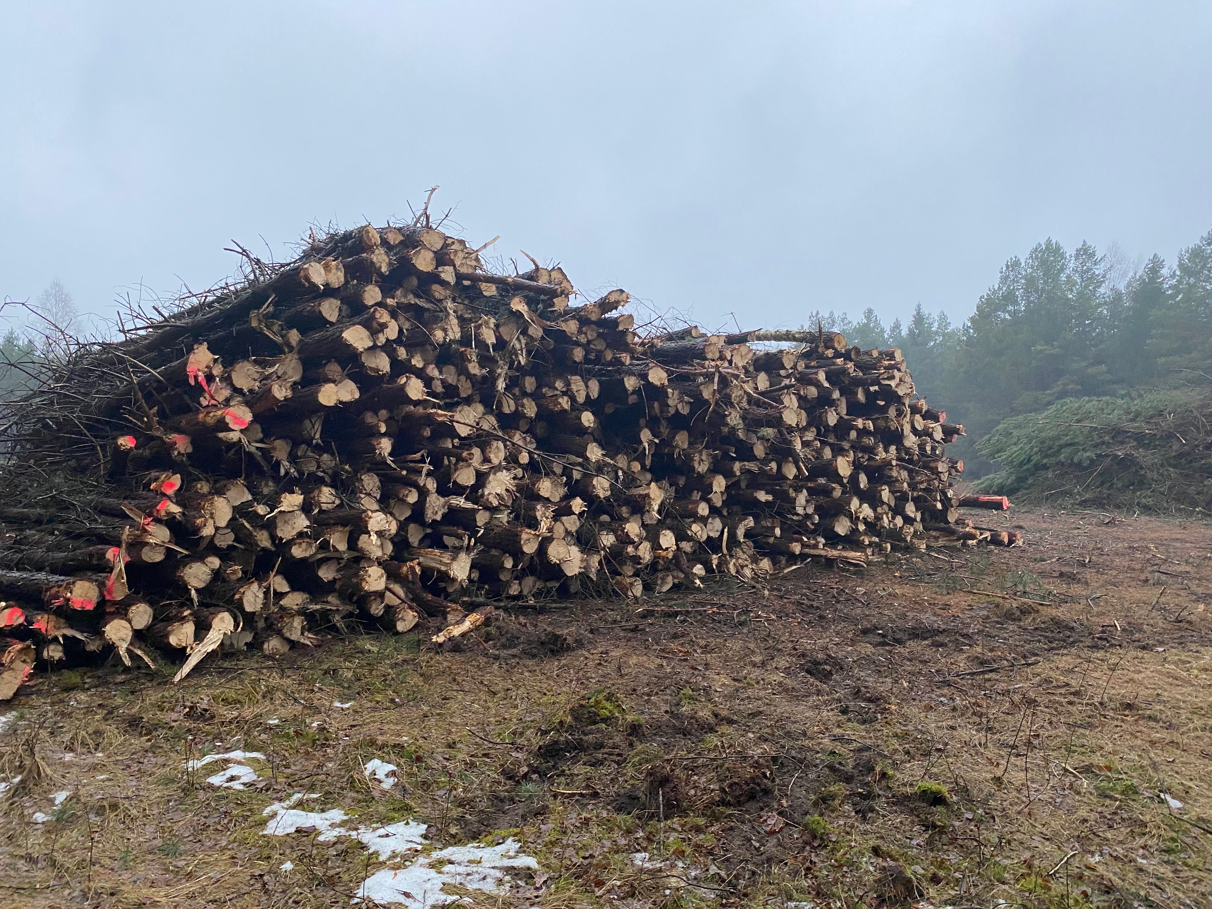 Wycinka Karczowanie Las Samosiejki