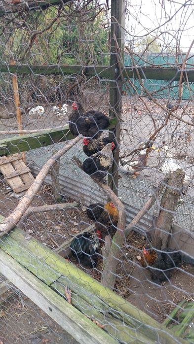 Sprzedam kochimy mini