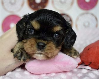 Cavalier King Charles Spaniel piesek Paco Black and Tan