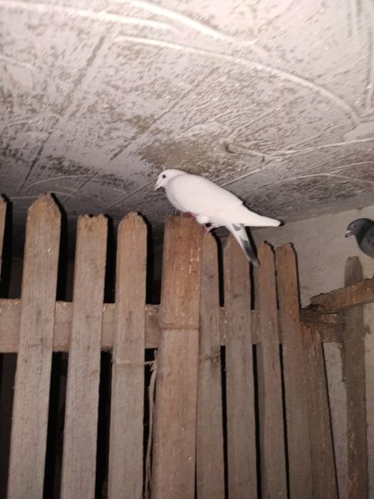 Gołąb ozdobny - biały