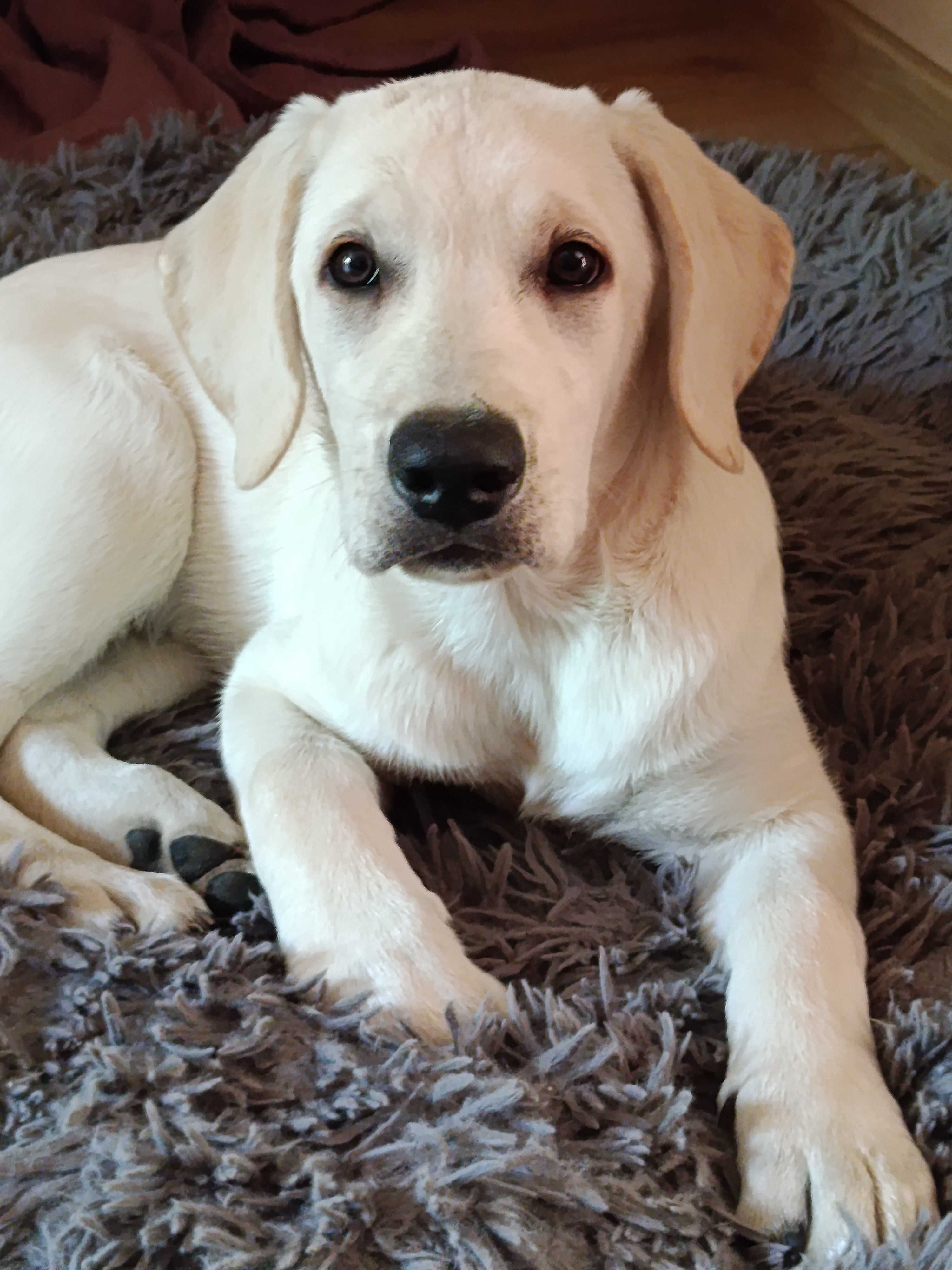 Biały Labrador – Wspaniały Chłopiec Szuka Domu