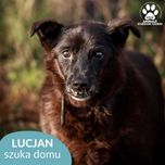 Starszy pies Lucjan do adopcji!