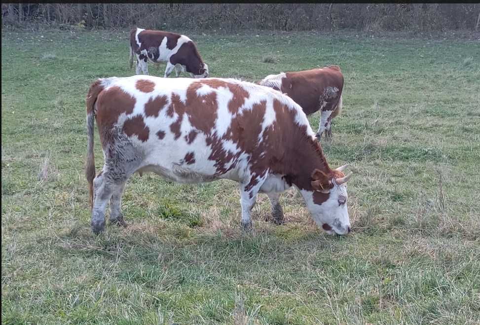 Sprzedam Krowy przy drugim cieleniu 6-7 miesięcy cielne
