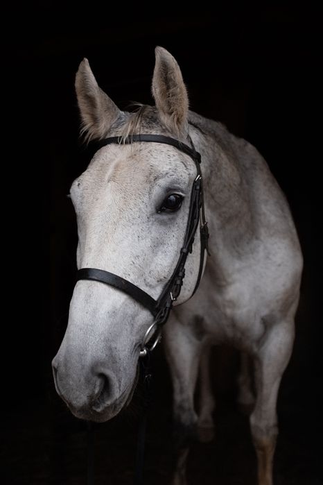 Fenomen 13-letni wałach