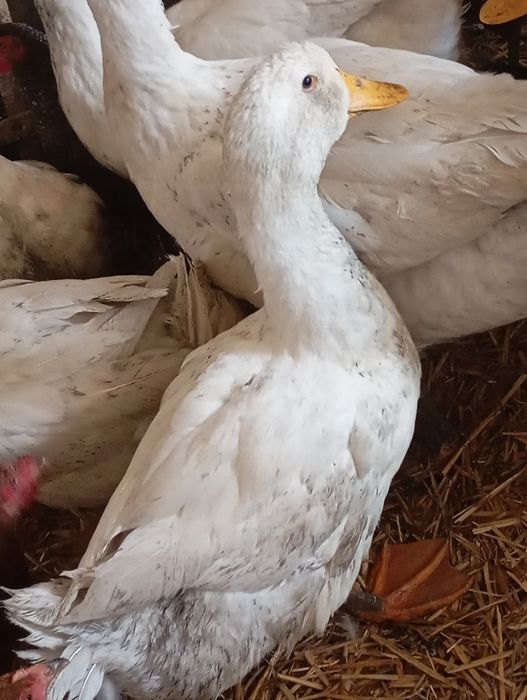 Sprzedam kaczki Z tego roku.