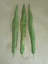 Sztuczne liście agawy 3 szt