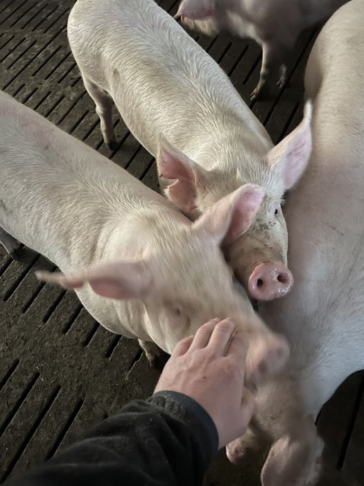 Loszki danbred x pbz z francji prosne