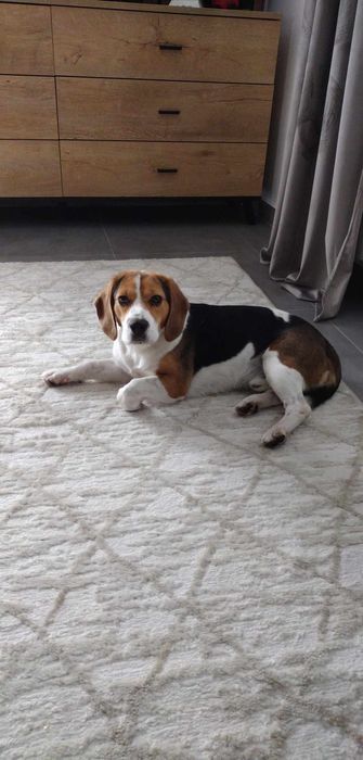 Oddam beagle w dobre rece