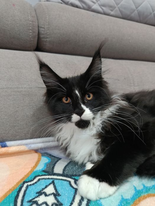 Kocur Maine Coon do hodowli