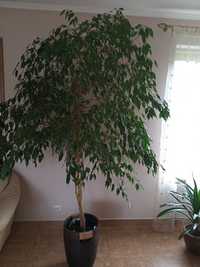 Benjamin fikus drzewo 2,6m