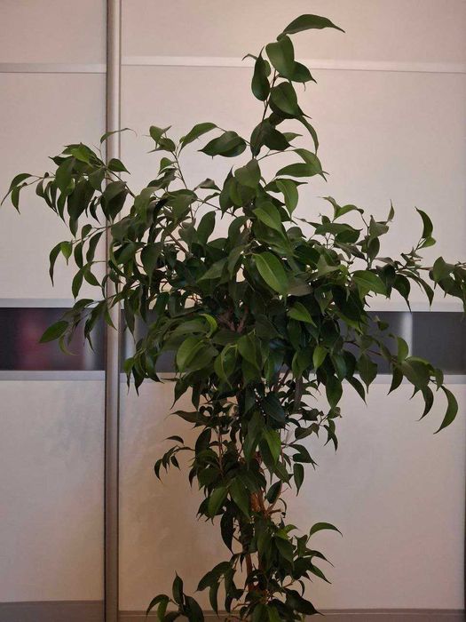 Фикус Бенджамина зеленый 90 см. Вишневое-Крюковщина